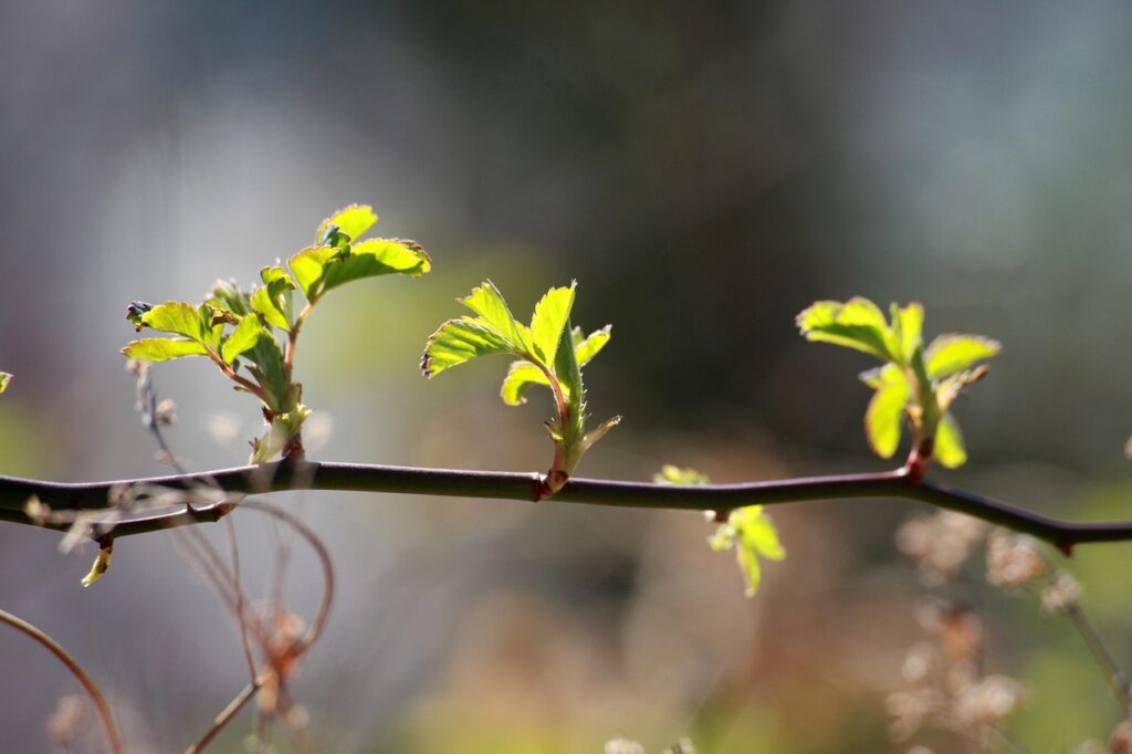 spring, bud, abstract, nature, beautiful flowers, plant, flower wallpaper, green, growth, garden, flower, leaf, tree, flower background, hope, the nature of the, environment, gardening, flowering