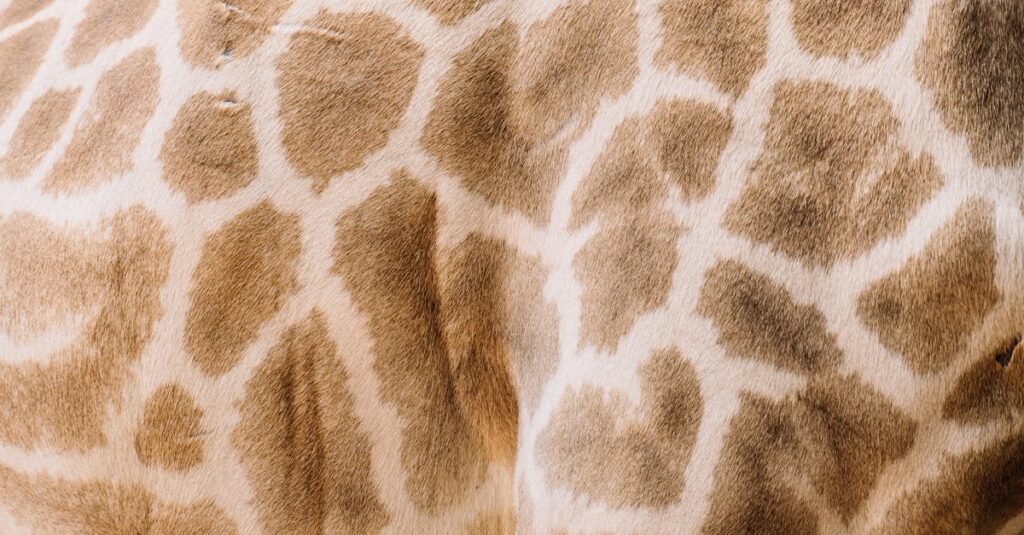 Detailed close-up of giraffe's skin showing unique pattern and texture of spots.